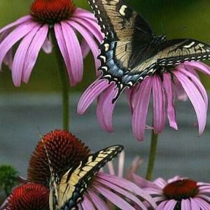 Meet your Posher, Cassandra